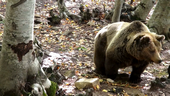 Film: Arcturos le gardien de l'ours de Donadieu Manuel